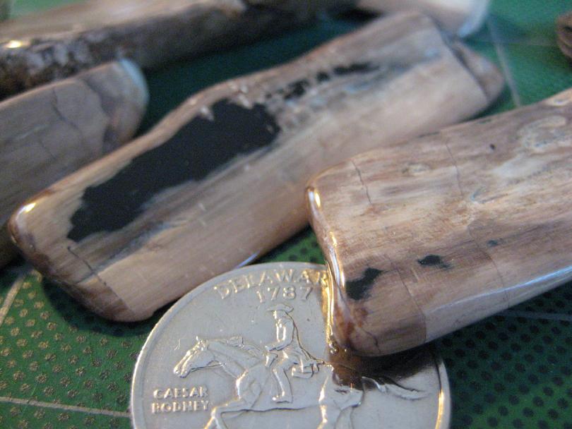 Petrified Wood Close Up
